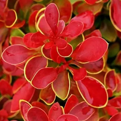 Барбарис КОРАЛ тунберга в Сморгони