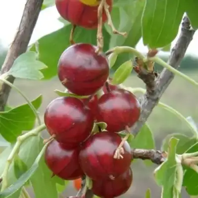 Смородина золотистая КЛЮКВЕННАЯ в Сморгони