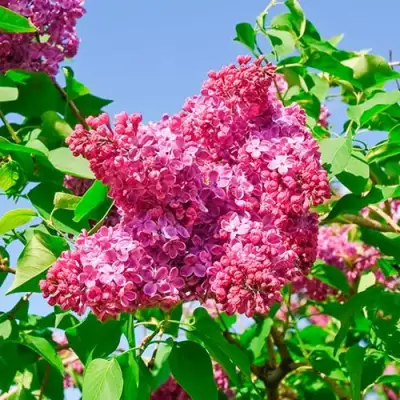 Сирень КРАСНАЯ МОСКВА в Сморгони