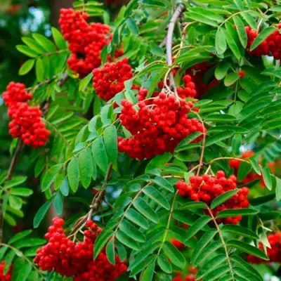 Рябина ПЛАКУЧАЯ сладкоплодная в Сморгони