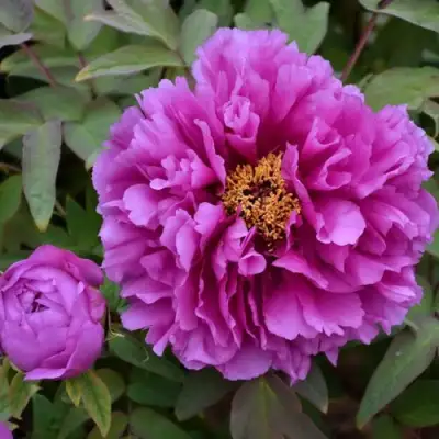 Пион ЛИЛОВАЯ ФАНТАЗИЯ древовидный в Сморгони