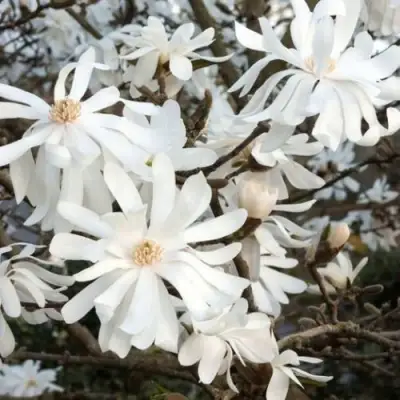 Магнолия РОЯЛ СТАР в Сморгони