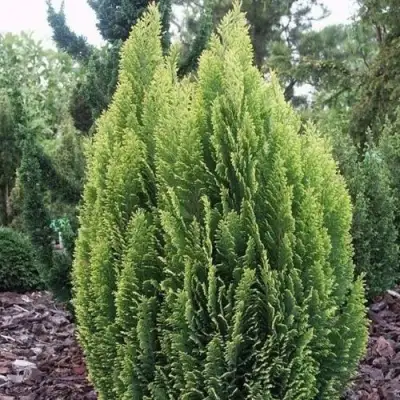 Кипарисовик ЭЛВУДИ ЭМПАЙР лавсона в Сморгони