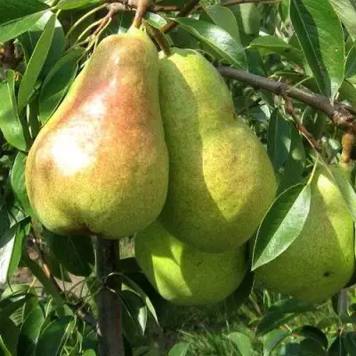 Груша БЕРЕ ЛЮКА в Сморгони