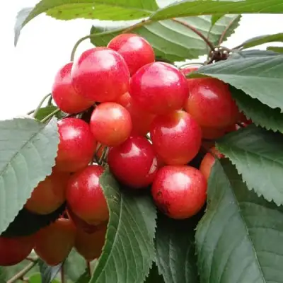 Черешня ГАСТИНЕЦ в Сморгони