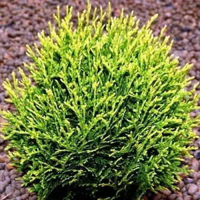 Туя ВОТЕРФИЛД западная в Сморгони