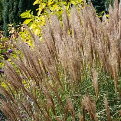 Мискантус КЛЯЙН СИЛЬБЕРСПАЙН китайский  в Сморгони