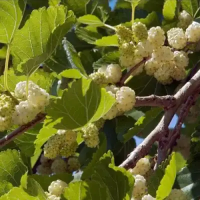 Шелковица БЕЛАЯ АЛЬБА в Сморгони