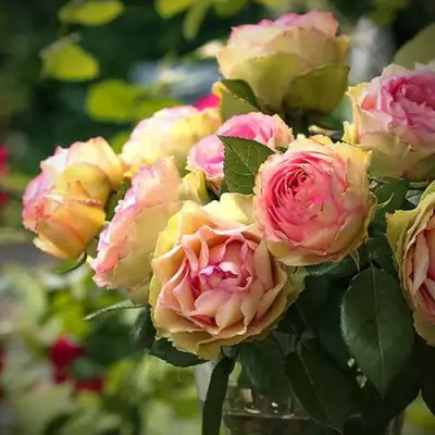 Роза ПИТАХАЙЯ чайно-гибридная в Сморгони