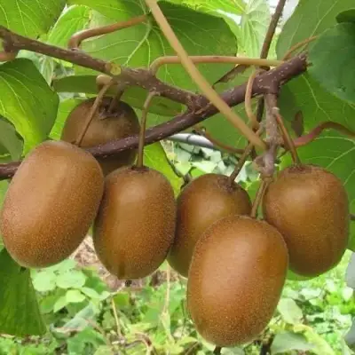 Актинидия ХЕЙВАРД киви в Сморгони