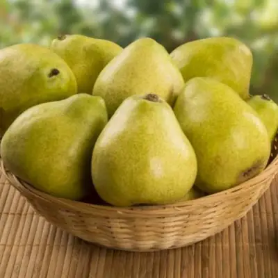 Груша ВИЛИЯ в Сморгони