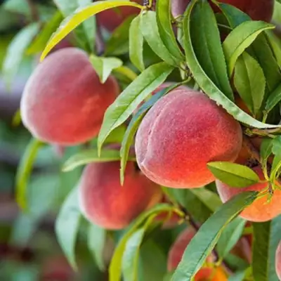 Персик РЕД ХЕВЕН в Сморгони