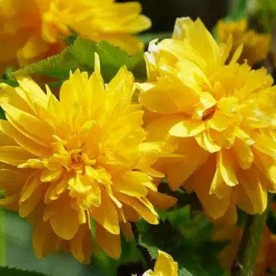 Керрия японская АУРЕОВАРИЕГАТТА в Сморгони