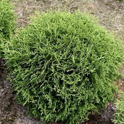 Туя ТИНИ ТИМ западная в Сморгони