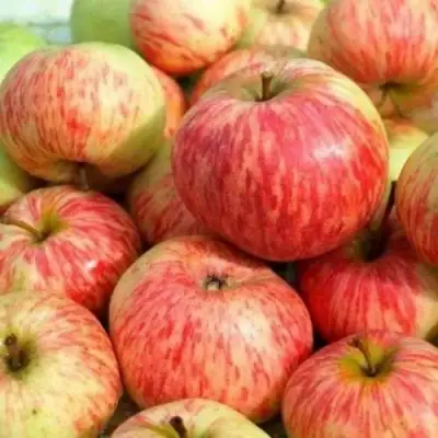 Яблоня РАНЕТКА (КОРОБОВКА) в Сморгони