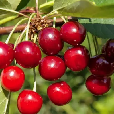 Вишня ЛЮБСКАЯ в Сморгони