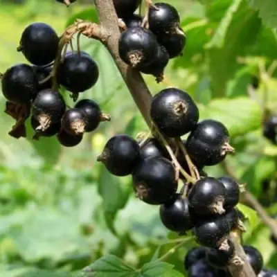 Смородина черная ВОЛОГДА в Сморгони
