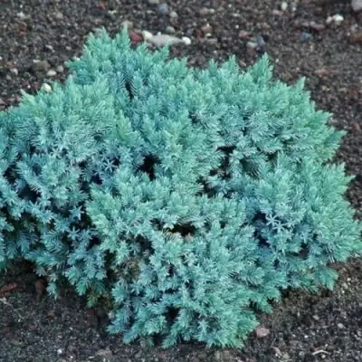 Можжевельник БЛЮ СТАР чешуйчатый в Сморгони