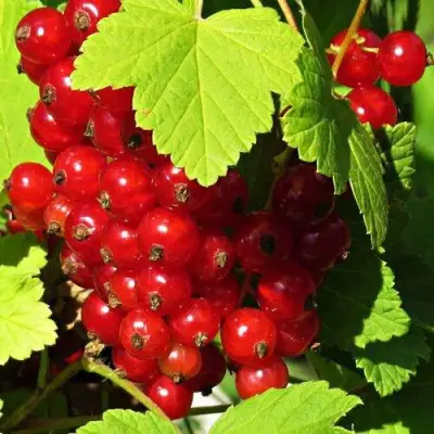 Смородина красная ГАЗЕЛЬ в Сморгони