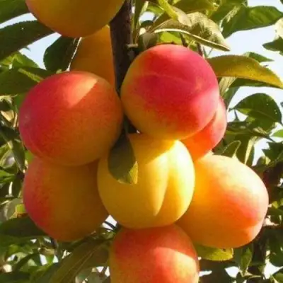 Слива ВЕТРАЗЬ-2 в Сморгони