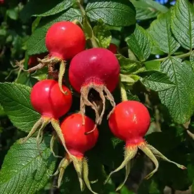 Шиповник ВИТАМИННЫЙ ВНИВИ в Сморгони