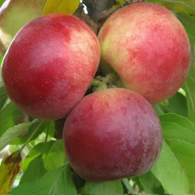 Яблоня БАЛЕРИНА ФЛАМЕНКО колонновидная  в Сморгони