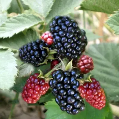 Ежевика ОРКАН бесшипная  в Сморгони
