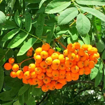 Рябина ДИРКЕНИ ЖЁЛТАЯ  сладкоплодная в Сморгони