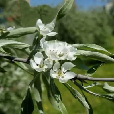 Груша ИВОЛИСТНАЯ в Сморгони