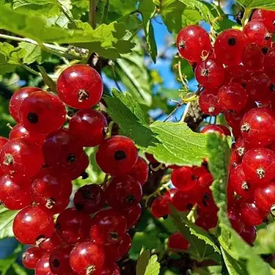 Смородина красная НЕНАГЛЯДНАЯ в Сморгони