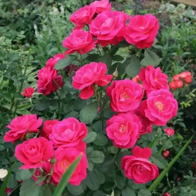 Роза ДЖОРДЖ ВАНКУВЕР флорибунда в Сморгони