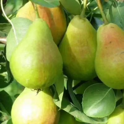 Груша ЛИРА в Сморгони