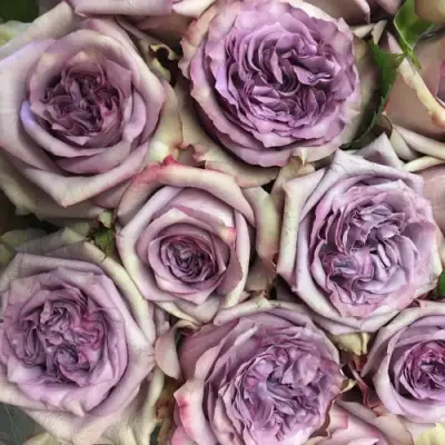 Роза ДОЛЬЧЕТТО чайно-гибридная в Сморгони