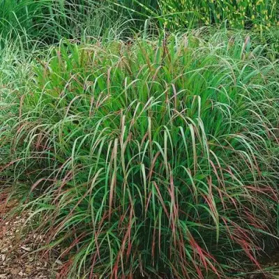 Просо РЕБРАУН прутьевидное в Сморгони