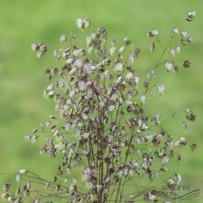 Трясунка средняя в Сморгони