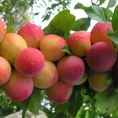 Слива СКОРОПЛОДНАЯ в Сморгони