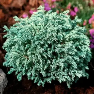 Кипарисовик БЕБИ БЛЮ горохоплодный в Сморгони