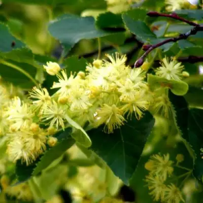 Липа сердцевидная в Сморгони