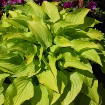 Хоста ХИДОН САНСЕТ в Сморгони