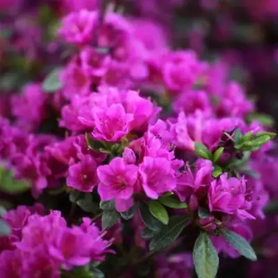 Азалия ГЕЙША ПЕРПЛ японская в Сморгони