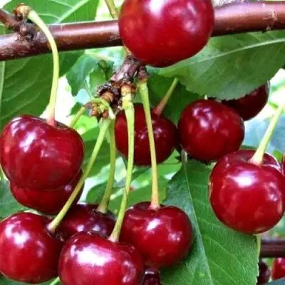 Дюк ШПАНКА ДОНЕЦКАЯ в Сморгони