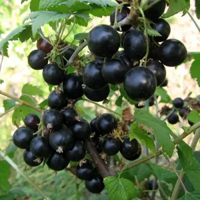 Смородина чёрная ШАРОВИДНАЯ в Сморгони