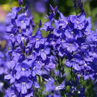 Вероника австрийская в Сморгони