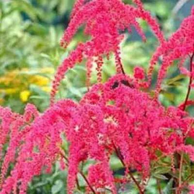 Астильба РЕД ЧАРМ Арендса в Сморгони