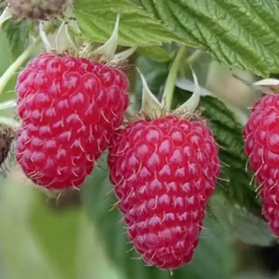 Малина ТУЛАМИН в Сморгони