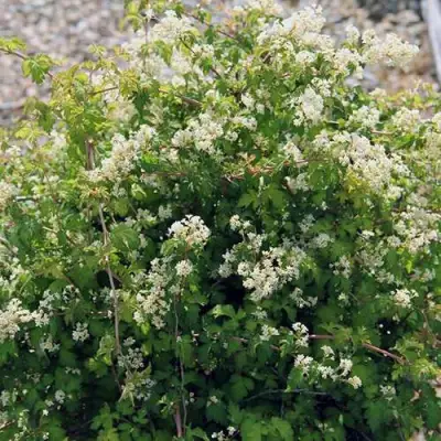 Стефанандра КРИСПА надрезаннолистная в Сморгони