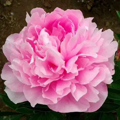 Пион ЛЕТЯЩИЙ ЖУРАВЛЬ травянистый в Сморгони