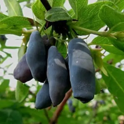 Жимолость съедобная ЧУЛЫМСКАЯ в Сморгони