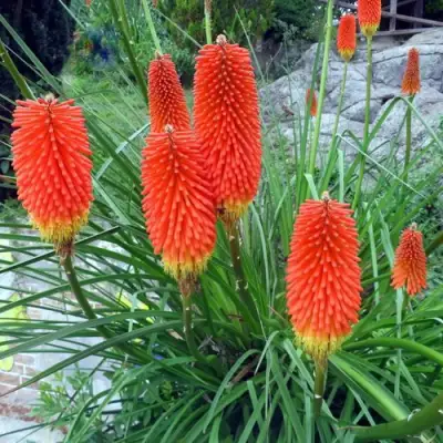 Книфофия БЕНГАЛ ФАЕР гибридная в Сморгони