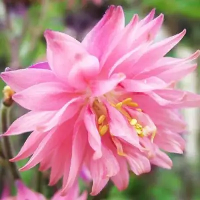 Аквилегия БАРЛОУ ПИНК гибрид МакКаны в Сморгони